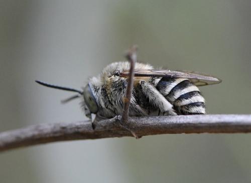 Amegilla garrula
